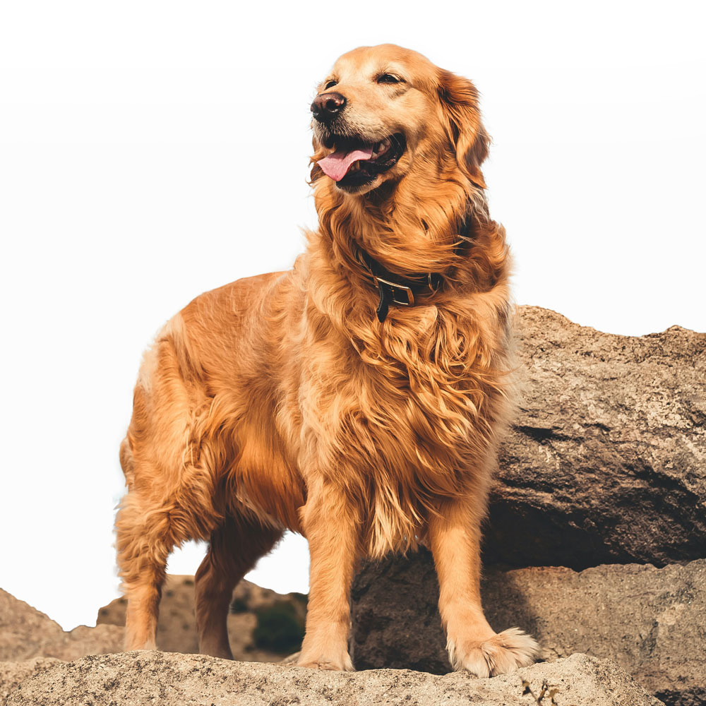 Golden Retriever standing proudly on rocks