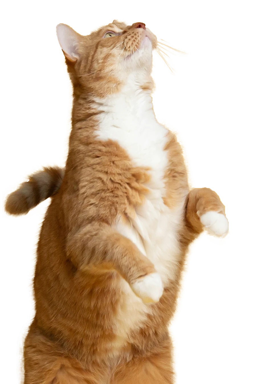 Orange cat standing on its hind legs